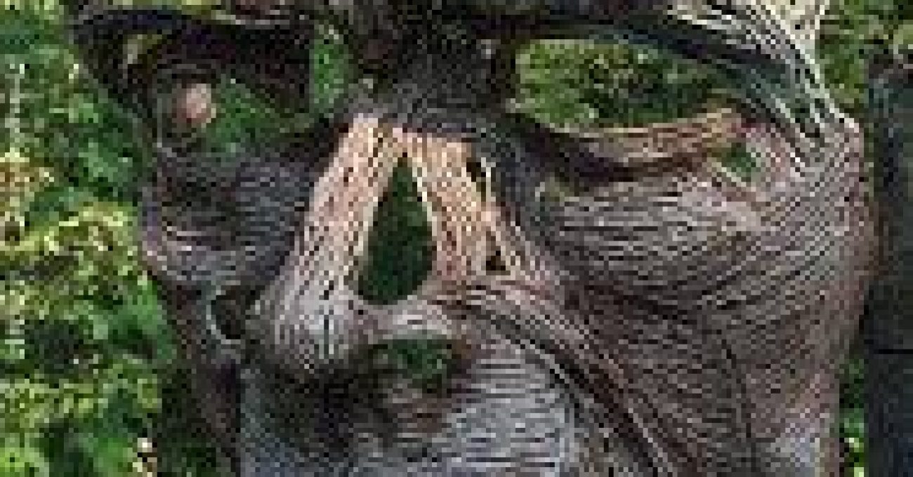 tr