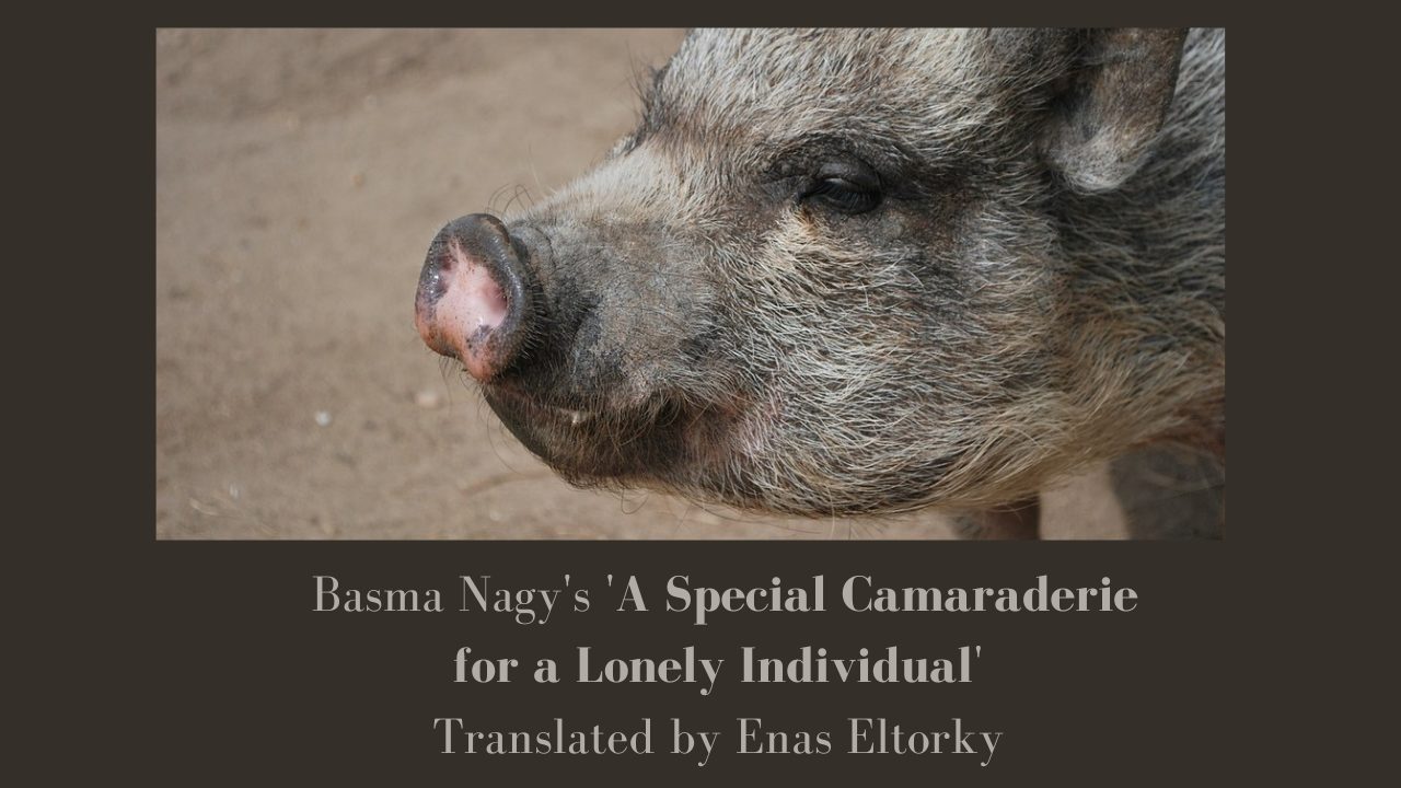 Basma Nagy's 'A Special Camaraderie for a Lonely Individual'