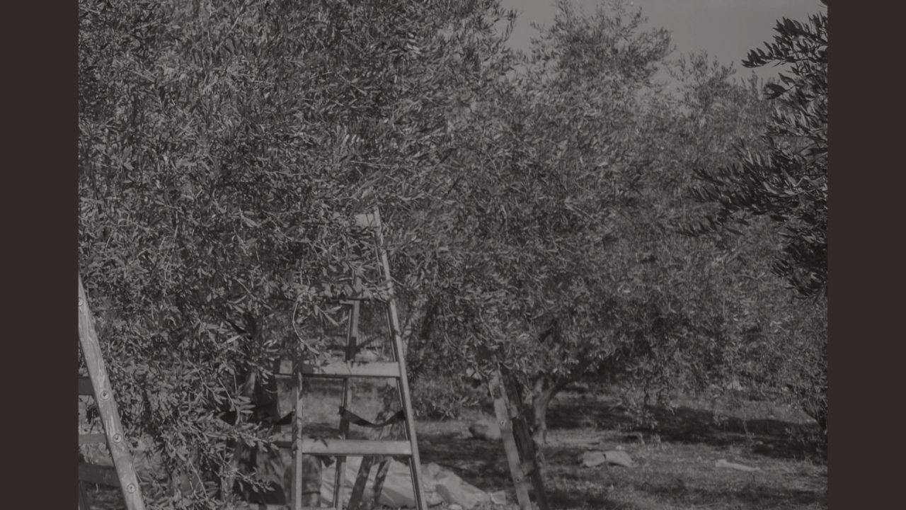 Untitled design - 2024-09-17T135524.615