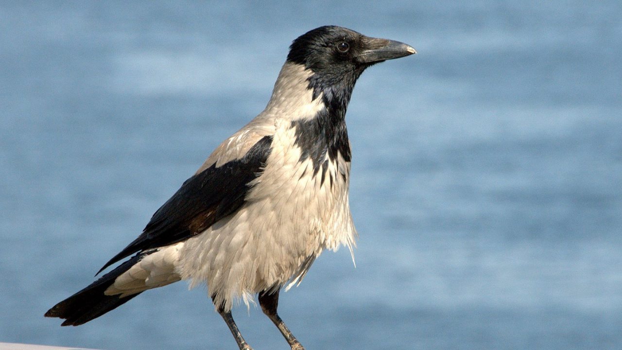 Untitled design - 2025-03-04T105910.769